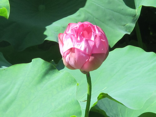 灼熱の太陽を浴び咲く蓮の花・・・４、７月２６日（大夏・初候）　桐始めて花を結ぶ_c0075701_1619236.jpg