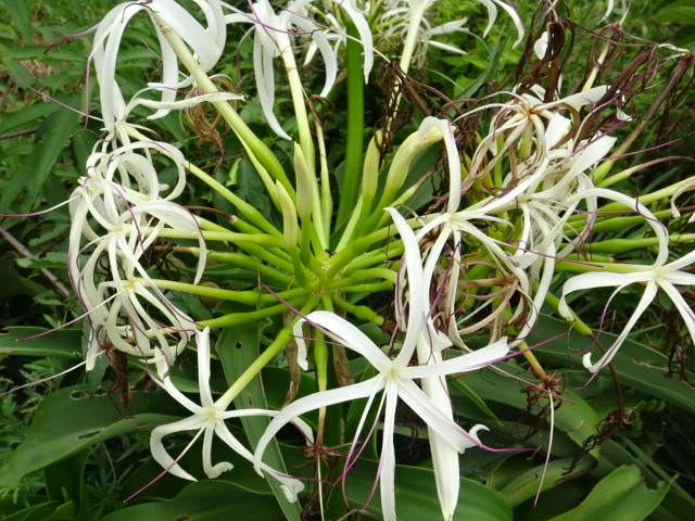 はまゆう はま おもと 浜 万年青 15 7 26 徳ちゃん便り