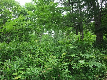 c0173813_15332393.jpg