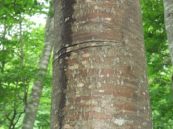 c0173813_15422773.jpg