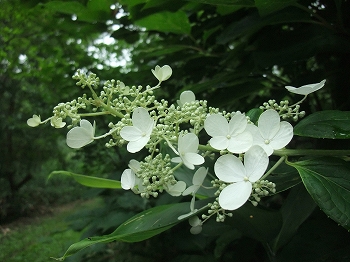 c0173813_15425457.jpg