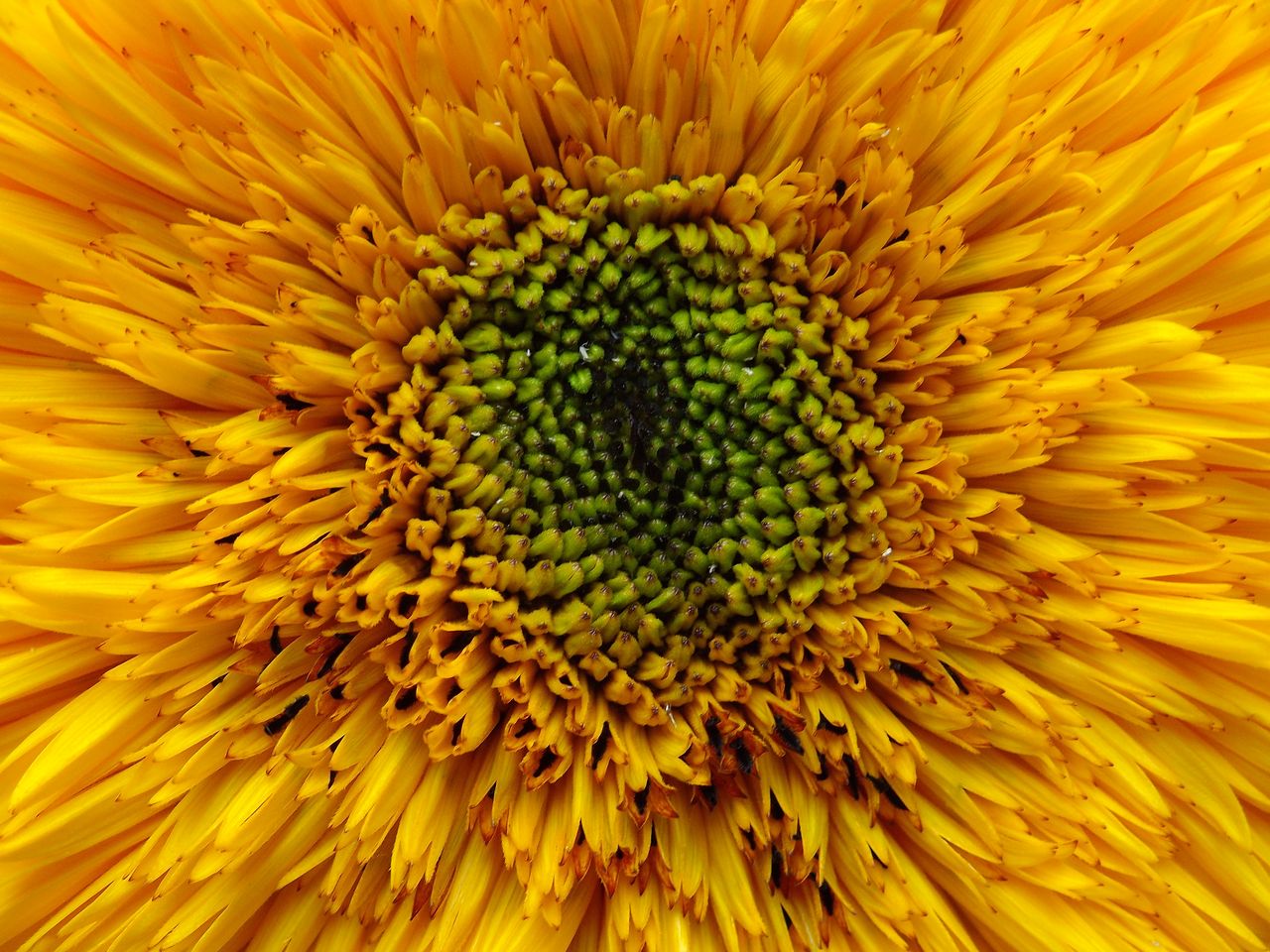 出たな粘菌!_c0025115_21584066.jpg