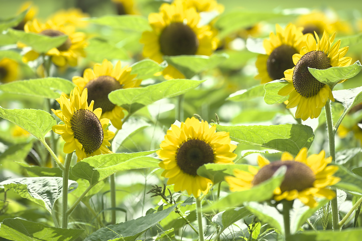 夏の花　ひまわり_f0010717_8125842.jpg