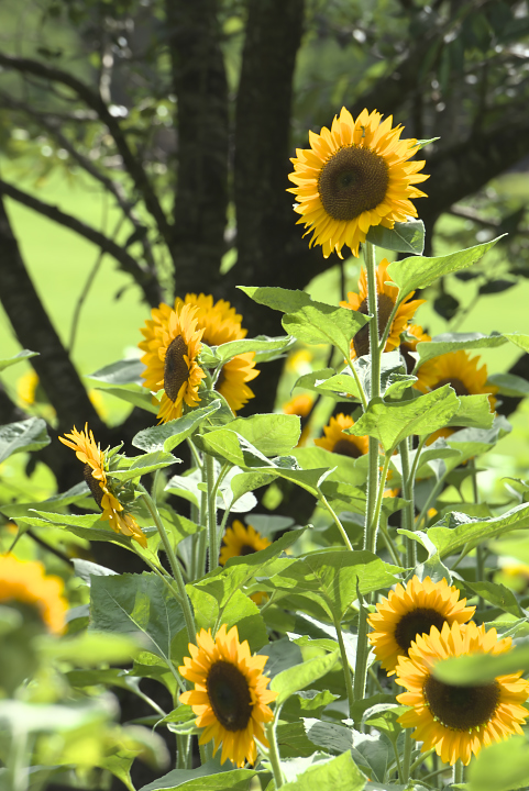 夏の花　ひまわり_f0010717_813010.jpg