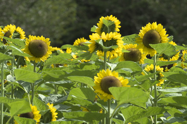 夏の花　ひまわり_f0010717_813276.jpg