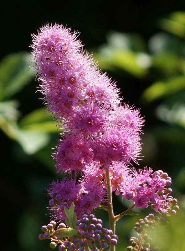 c0042418_955938.jpg