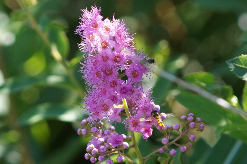 c0042418_96157.jpg