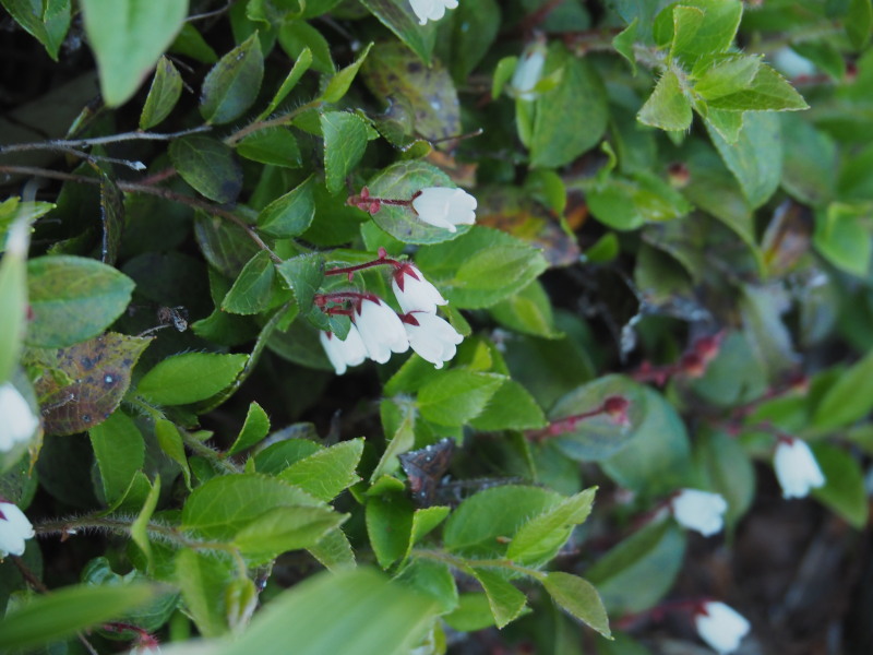 田代山湿原の高山植物_f0330321_11422522.jpg