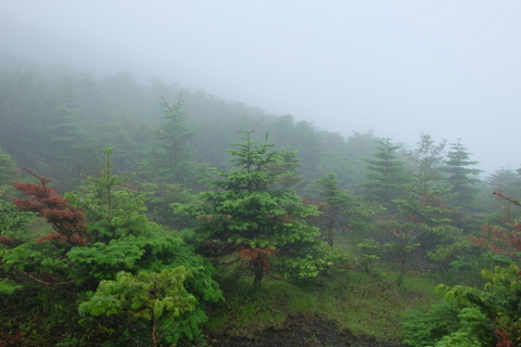 雨の三国山稜　(天狗ブナ)　〜６月21日(日)〜_b0281732_17253578.jpg