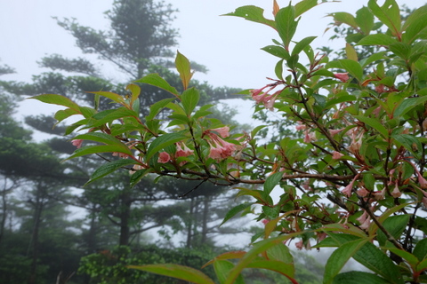 雨の三国山稜　(天狗ブナ)　〜６月21日(日)〜_b0281732_1725588.jpg