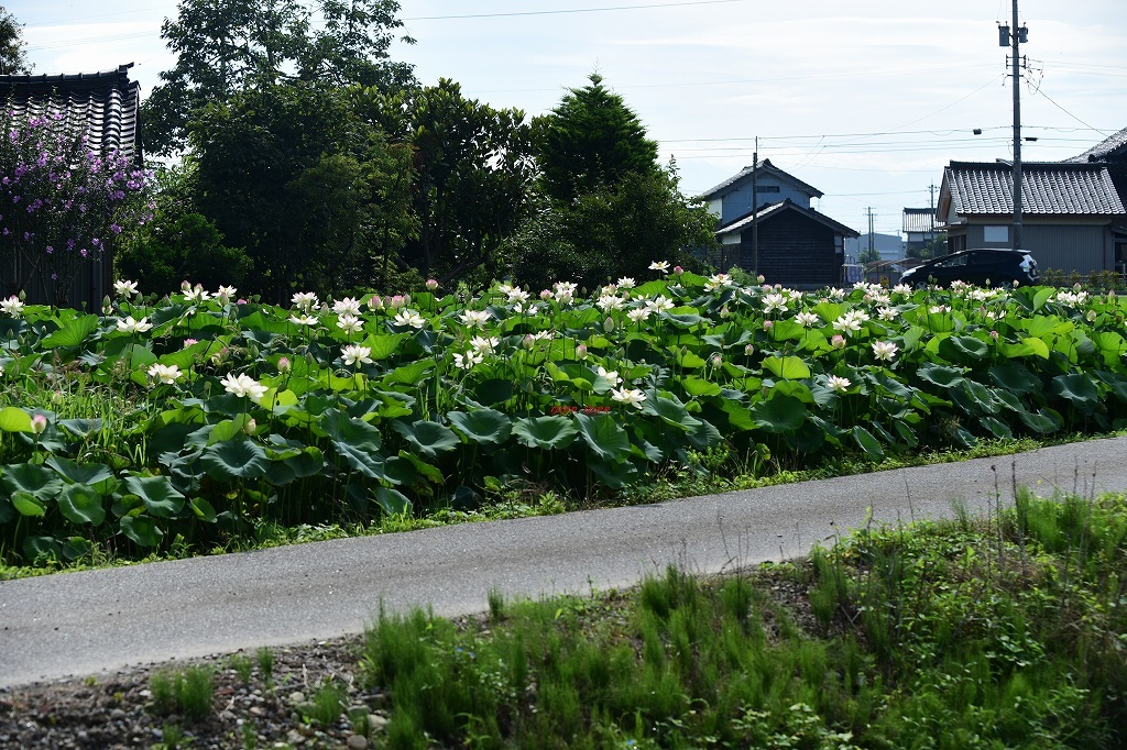 a lotus flower_b0311736_16575100.jpg