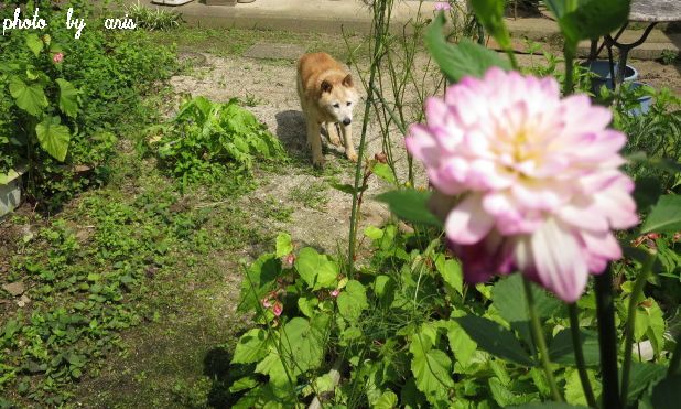 ベンと我が家の夏のお花♪_f0295238_17344739.jpg