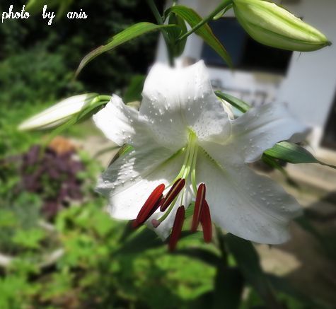 ベンと我が家の夏のお花♪_f0295238_17360210.jpg