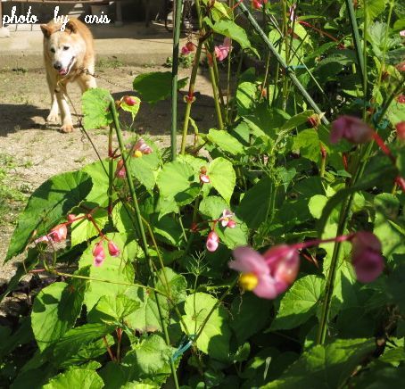 ベンと我が家の夏のお花♪_f0295238_17554999.jpg