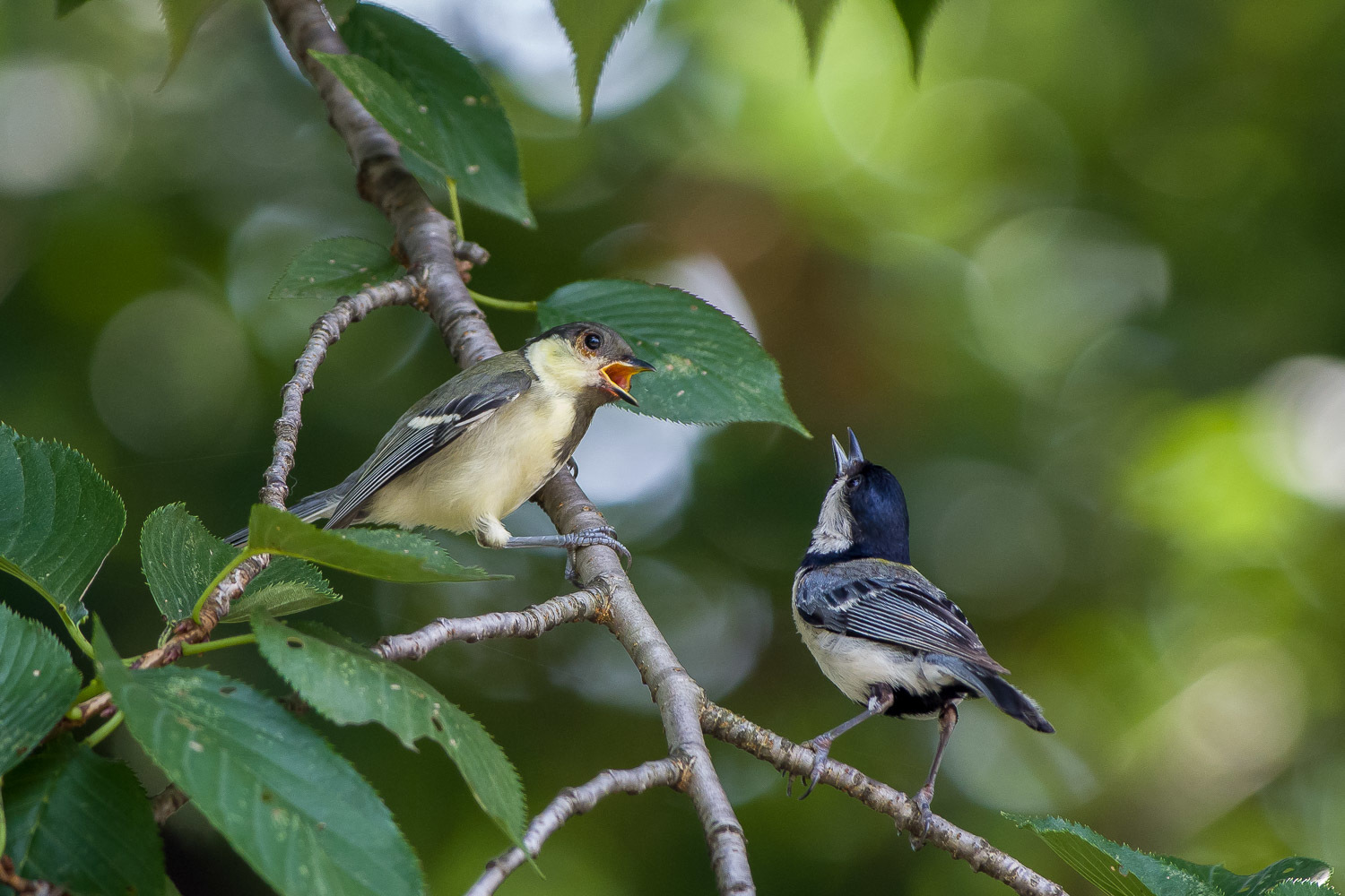 最近悩みがあるようで．．．シジュウカラ幼鳥_d0292540_22125196.jpg