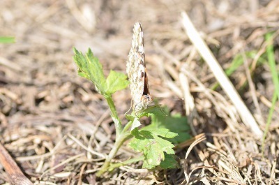 e0343841_02013584.jpg