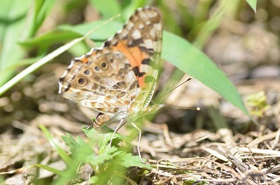 e0343841_02014733.jpg