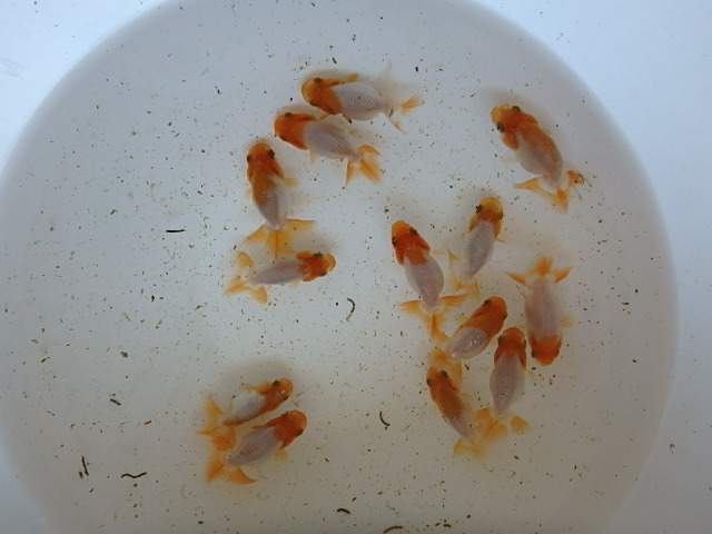 f0334143_9193066.jpg