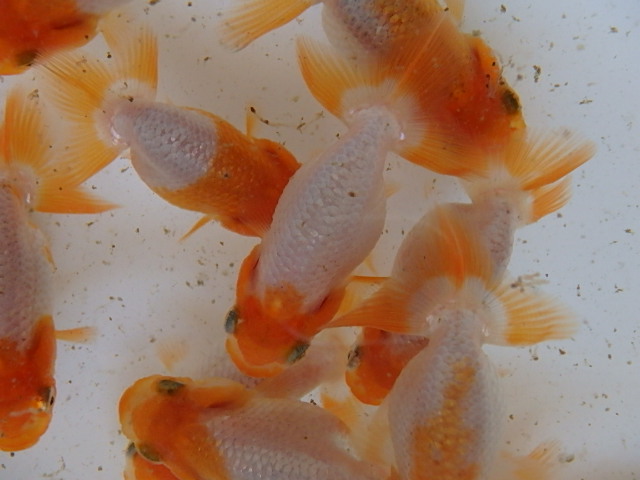 f0334143_9195136.jpg