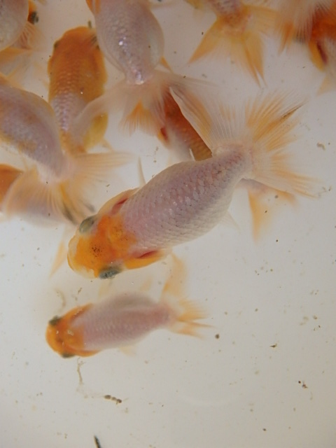 f0334143_9205150.jpg