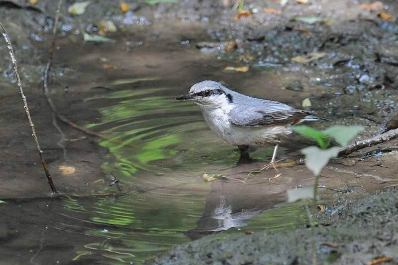 水場のゴジュウカラ・・・_c0233349_22545588.jpg