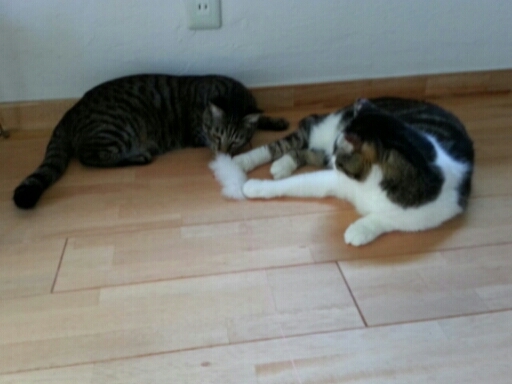 c0330749_15484859.jpg