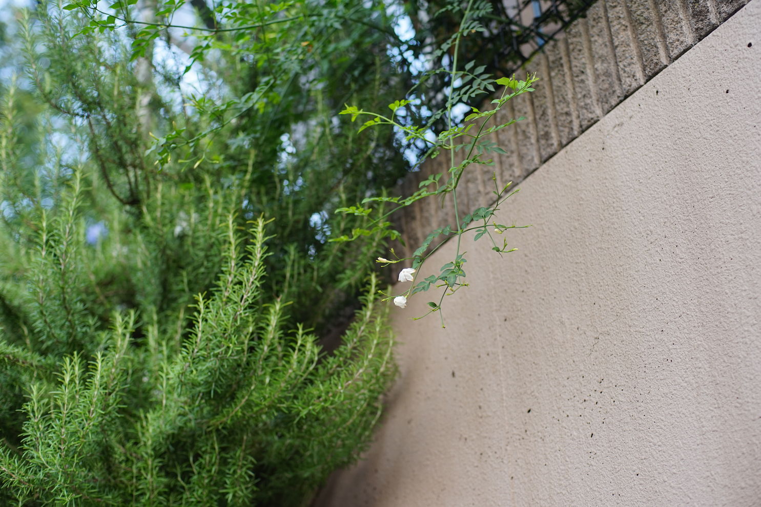 a0063552_1013080.jpg
