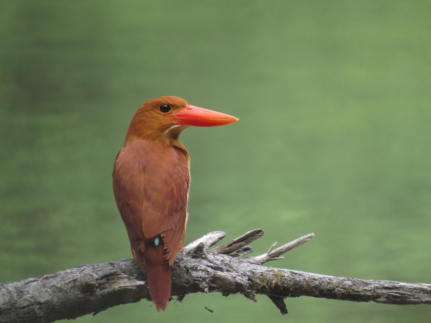 青森十二湖探鳥2 － 池のアカショウビン : 八分目とり日記