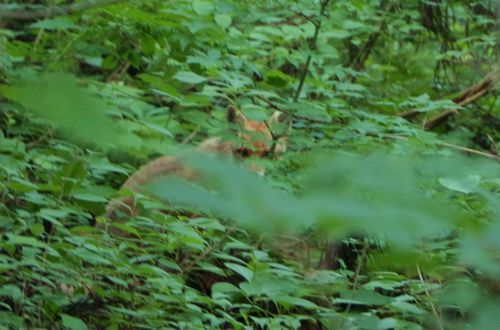 夏の夕方はキツネの棲む森へ_c0294658_22454728.jpg