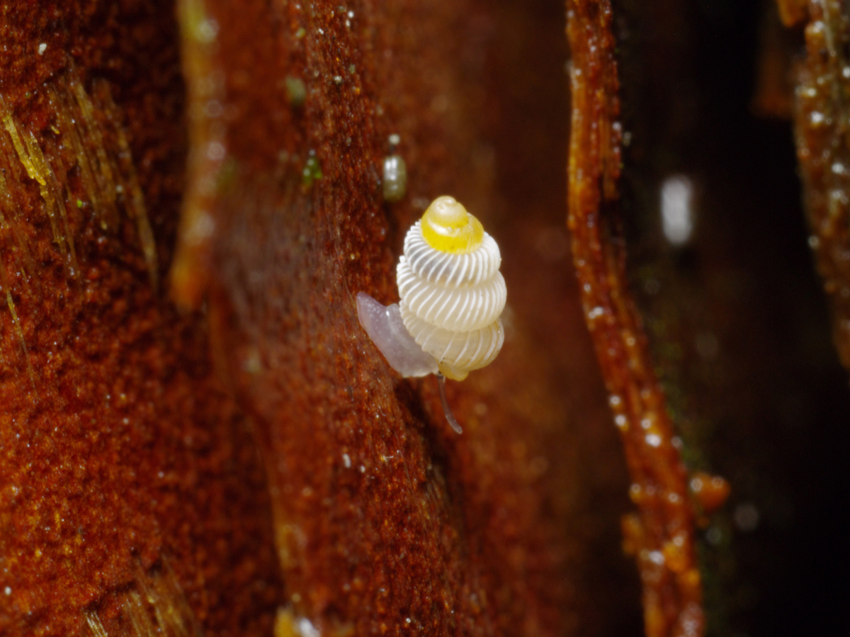 ヒダリマキゴマガイ・オジマヒダリマキゴマガイ・冷水峠_e0039759_23571980.jpg