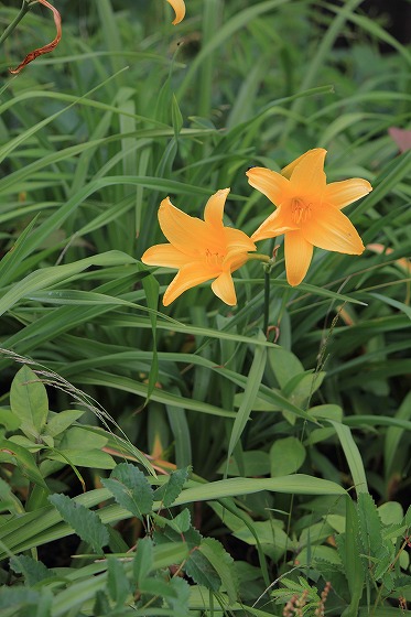 6月の六甲高山植物園の花たち　Ⅱ_f0014971_10592373.jpg