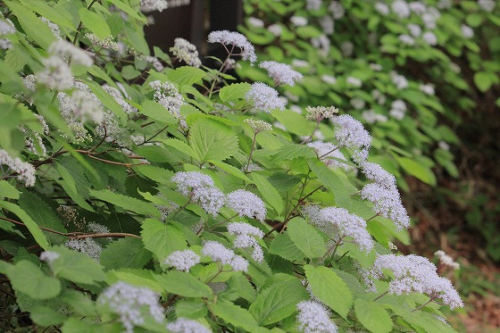 6月の六甲高山植物園の花たち_f0014971_10941.jpg