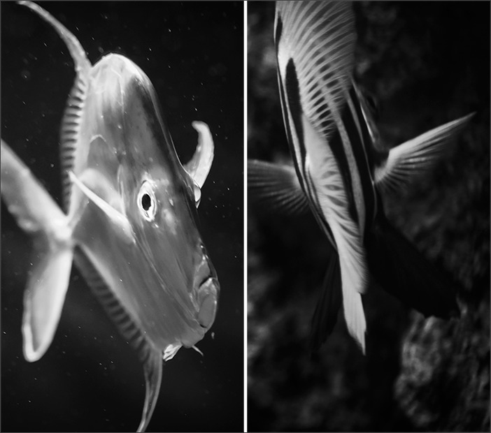 葛西臨海水族館~モノクロームなお魚たち~_a0161380_3285947.jpg