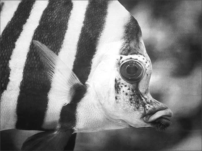 葛西臨海水族館~モノクロームなお魚たち~_a0161380_3384736.jpg
