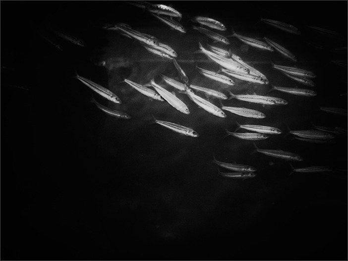 葛西臨海水族館~モノクロームなお魚たち~_a0161380_3434087.jpg