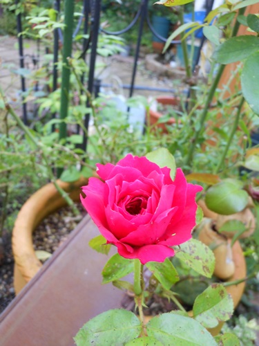 b0096584_2385154.jpg