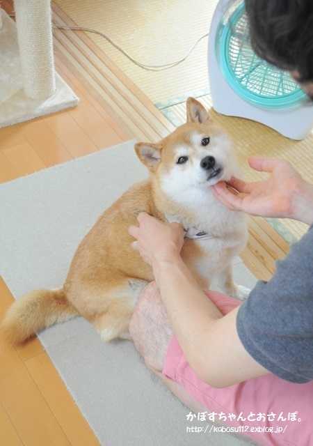 我が家にお越し下さるお客様へ_a0126590_10021164.jpg