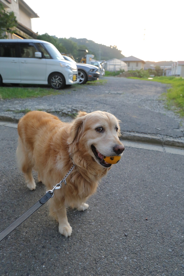 茜色の夕焼け散歩♪_b0275998_11554449.jpg