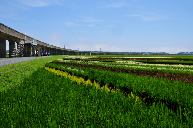 田んぼアート 茨城県水戸市ー Jazzの普段着写眞館