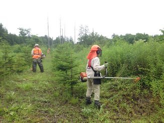 平成27年7月18日（土）　支笏湖復興の森　天候：曇り　参加：8名_c0173813_11593612.jpg