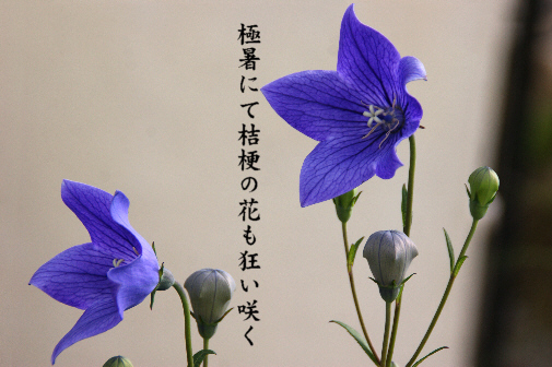 極暑_e0099713_21255916.jpg