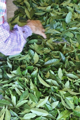 稲武梨野産桶茶葉(三年目)_b0220318_09514456.jpg