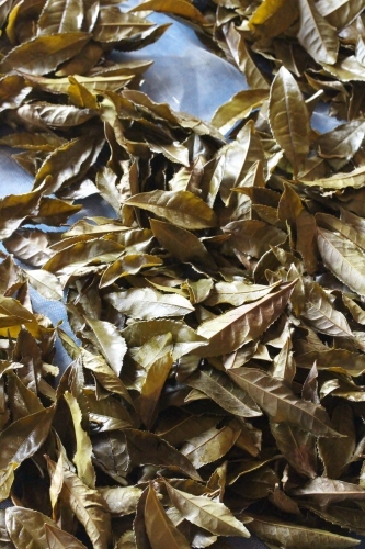 稲武梨野産桶茶葉(三年目)_b0220318_09521615.jpg