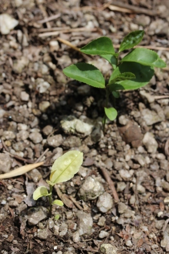 稲武梨野産桶茶葉(三年目)_b0220318_09535208.jpg