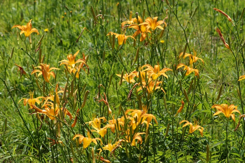 c0042418_8222578.jpg