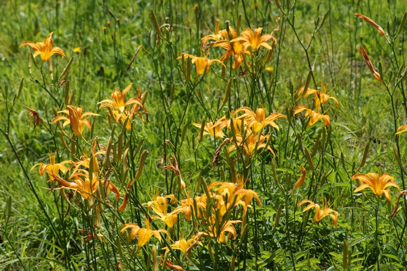 湿原の花・・・その２_c0042418_8222578.jpg