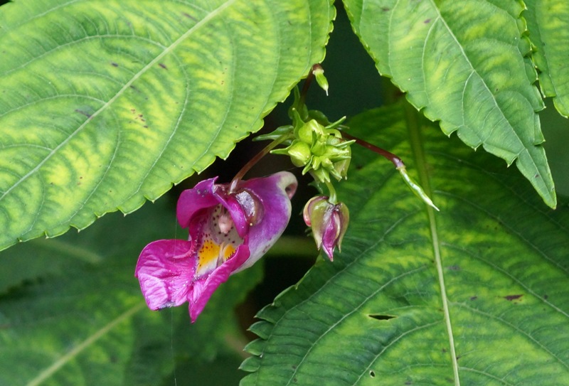 湿原の花・・・その２_c0042418_8262747.jpg