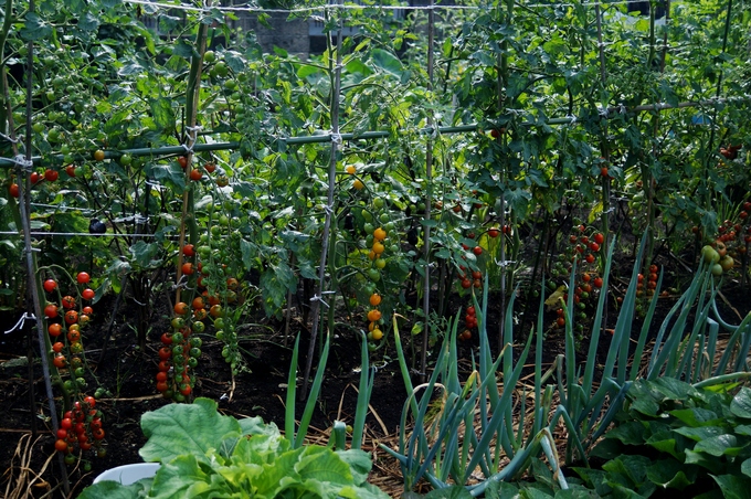 【Myファーム・夏野菜の収穫祭】娘夫婦宅に送った野菜も色々ご紹介です♪_b0033423_16264798.jpg