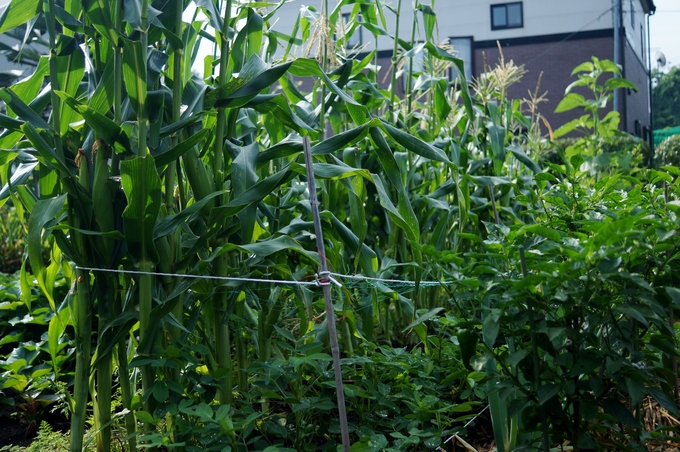 【Myファーム・夏野菜の収穫祭】娘夫婦宅に送った野菜も色々ご紹介です♪_b0033423_16435879.jpg