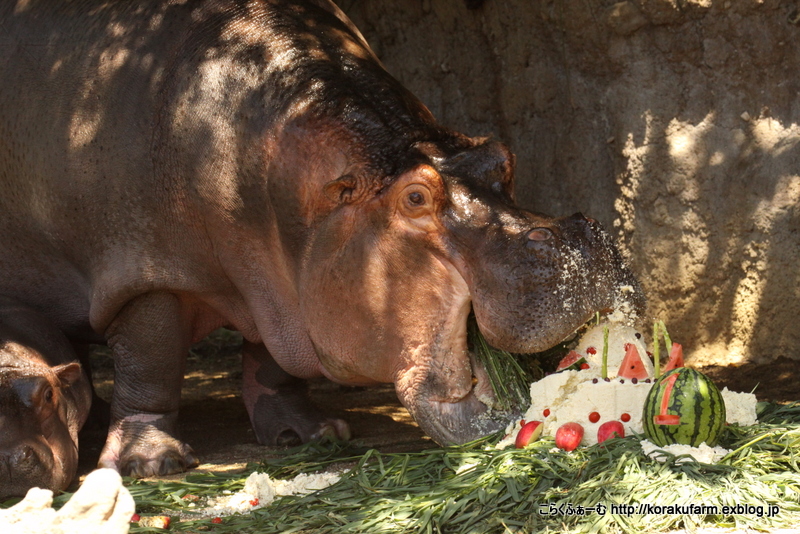 カバの出目吉ちゃん １歳のお誕生日会～その2 お食事の時間_c0188824_3244051.jpg